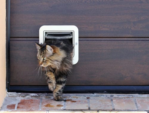 The Best Cat Doors and Flaps