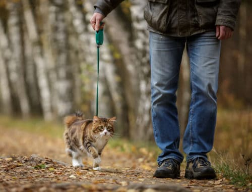 The Best Cat Leashes