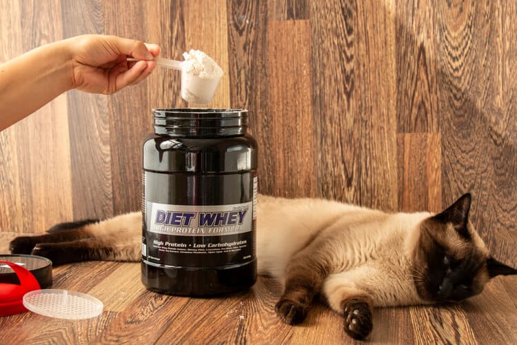 The 25 Best Cat Weight Gain Supplements - Cat Life Daily