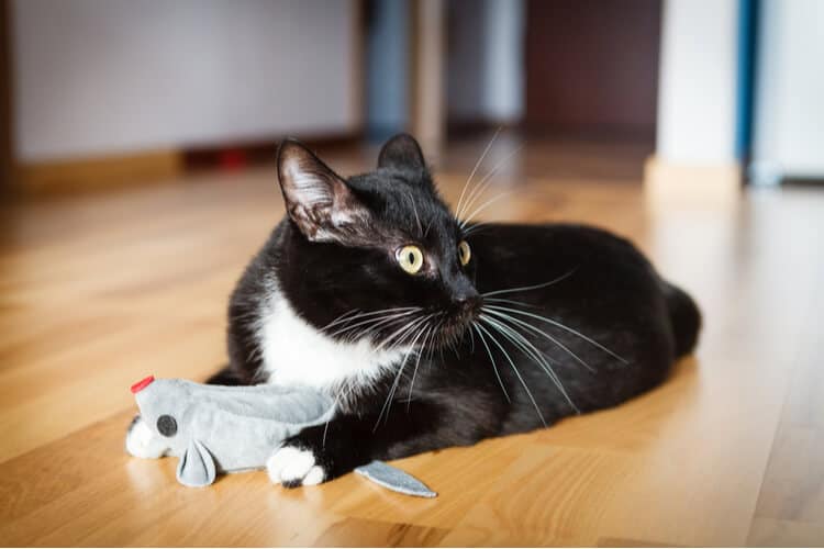 best catnip toys