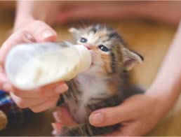 The Best Kitten Milk Replacers