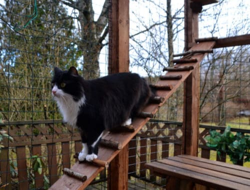 The Best Outdoor Cat Enclosures