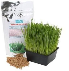 Back to Roots Wheatgrass