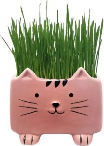 Cat Ladies Cat Grass Kit