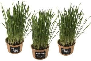 Microgreen Pros Easy Cat Wheatgrass Kit