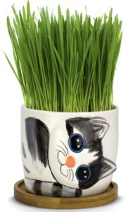 Window Garden Cat Grass Growing Kit