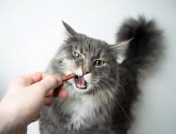 The Best Cat Dental Treats