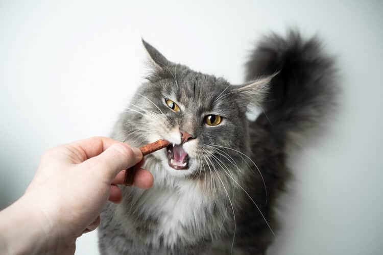 Best Cat Dental Treats Uk