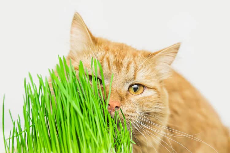 The Best Cat Grass