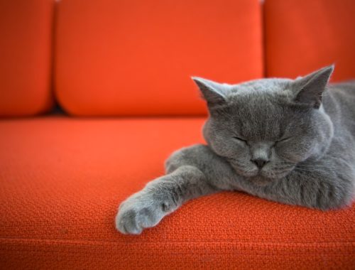 Burmese cat napping on a couch