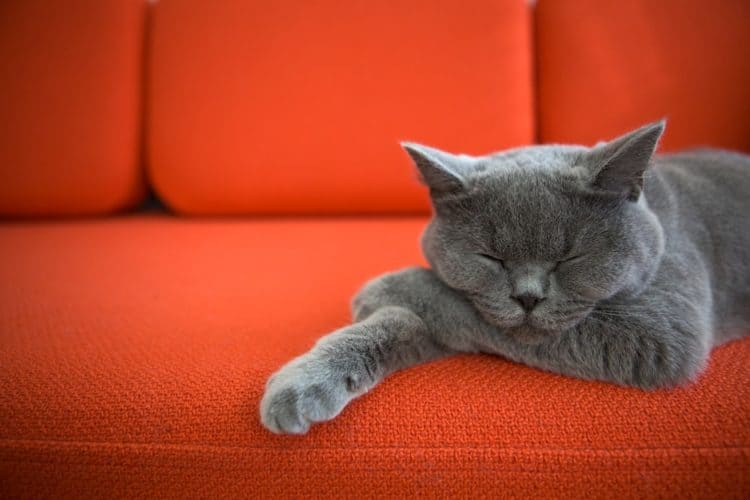 Burmese cat napping on a couch