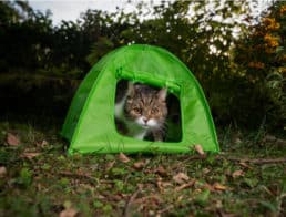 The Best Cat Tents