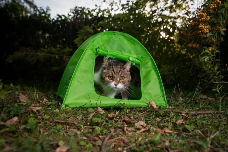 The Best Cat Tents