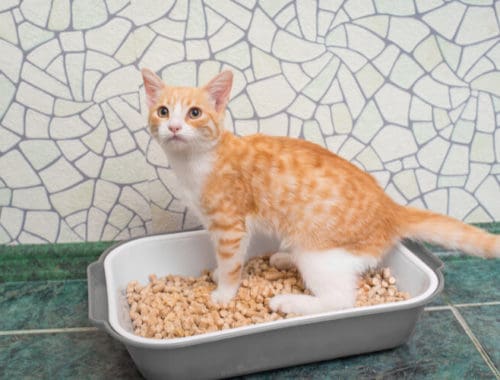 The Best Litter Box Liners
