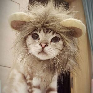 Namsan Cat Lion Costume