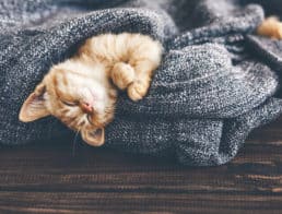 The Best Cat Blankets