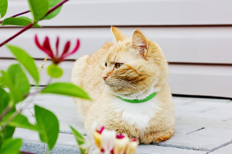 The 25 Best Cat Calming Collars Cat Life Daily