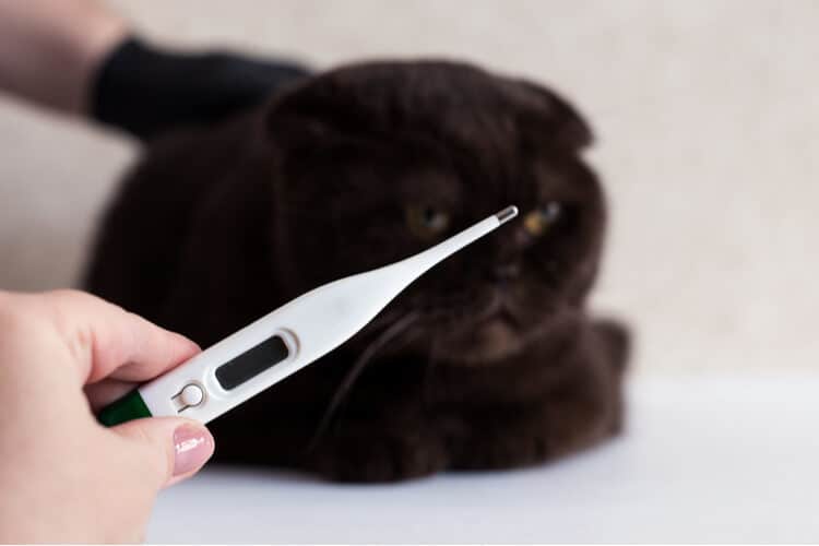 The Best Cat Thermometers