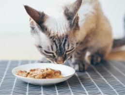 The Best Hairball Cat Foods