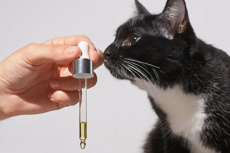 The Best CBD Oil for Cats