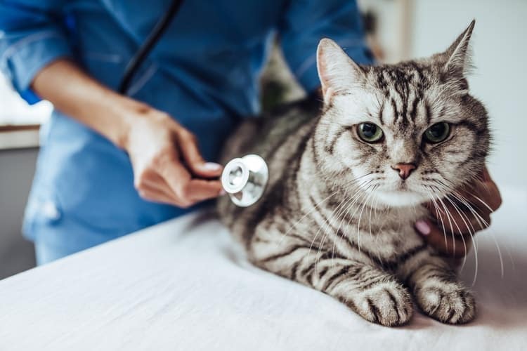 The 5 Best Cat Insurance Companies Cat Life Daily